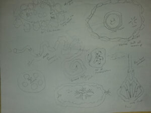 Willow Eye Temple Dimensions